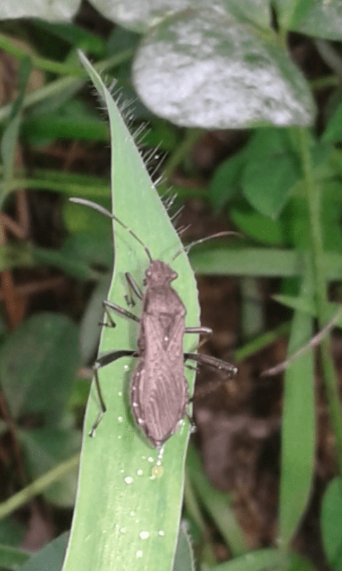Alydidae : Alydus calcaratus? S�
